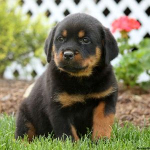 Frieda, Rottweiler Puppy