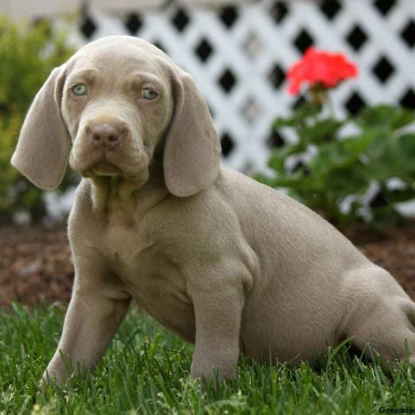 Garfield, Weimaraner Puppy