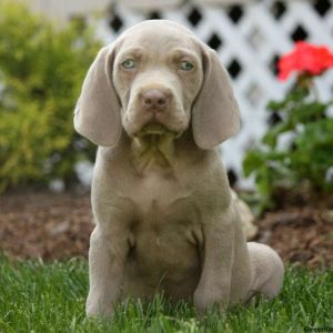 Garfield, Weimaraner Puppy