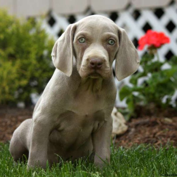 Gillmore, Weimaraner Puppy