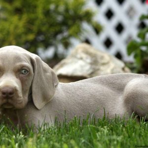 Gillmore, Weimaraner Puppy