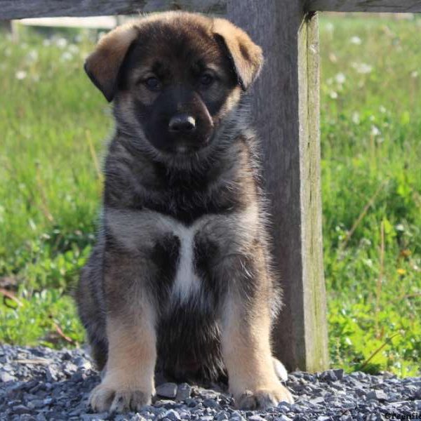 Gizmo, German Shepherd Mix Puppy