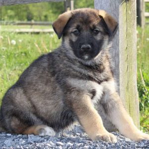 Gizmo, German Shepherd Mix Puppy