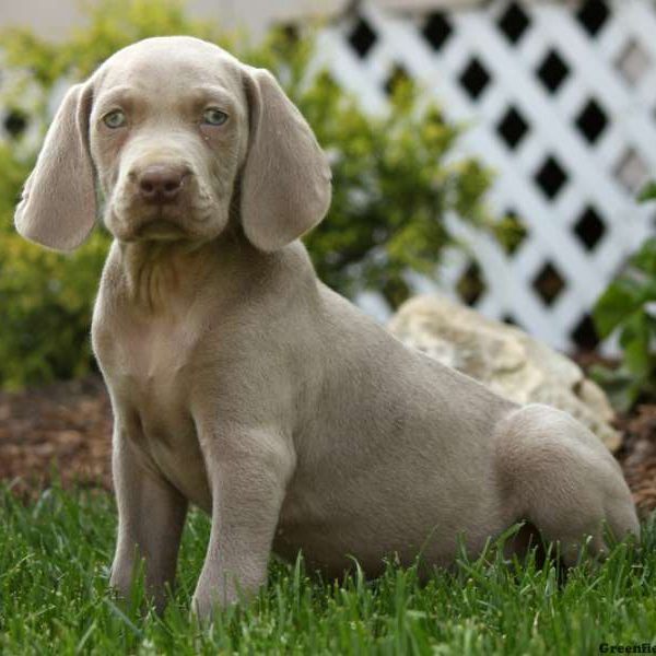 Grant, Weimaraner Puppy