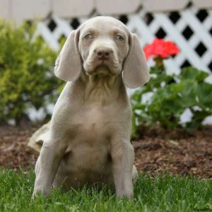 Grant, Weimaraner Puppy