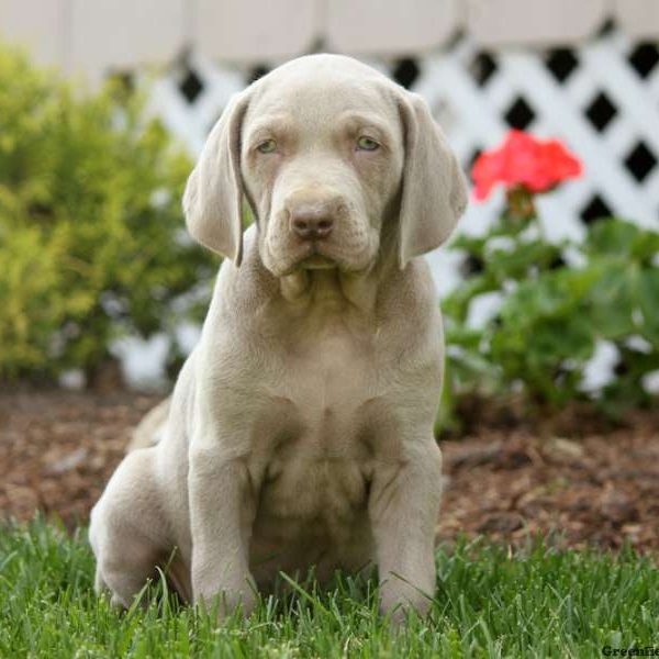 Grayson, Weimaraner Puppy