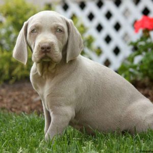 Grayson, Weimaraner Puppy