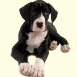 Great Dane Mix