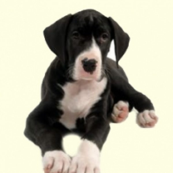 Great Dane Mix