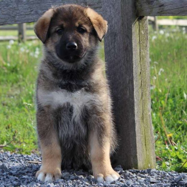 Gregg, German Shepherd Mix Puppy