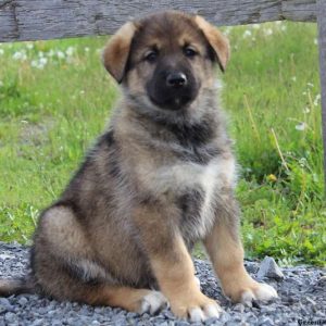 Gregg, German Shepherd Mix Puppy