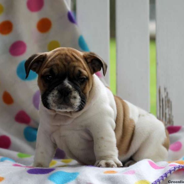 Hailey, English Bulldog Puppy