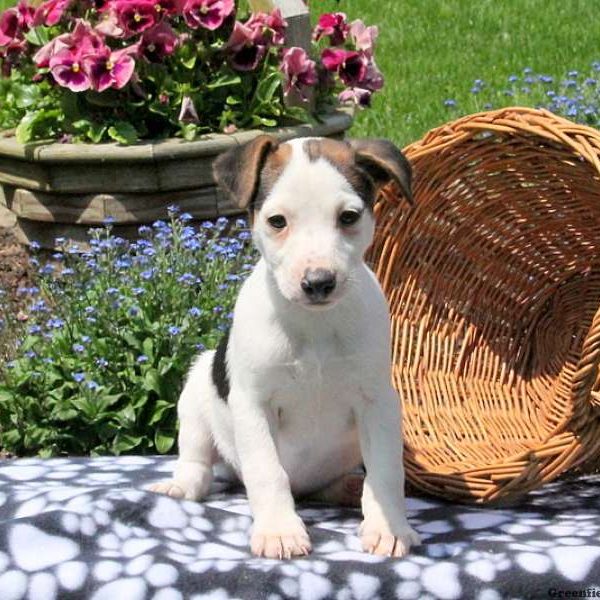 Harrison, Jack Russell Terrier Puppy