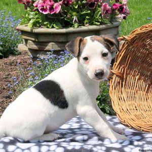 Harrison, Jack Russell Terrier Puppy