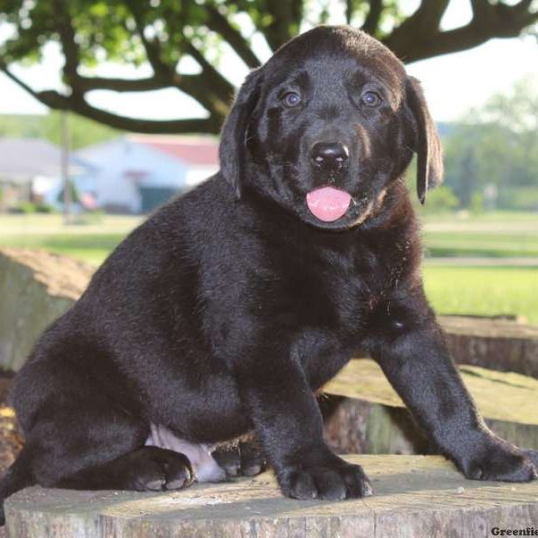 Hector, Labrador Retriever-Black Puppy