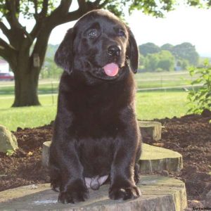 Hector, Labrador Retriever-Black Puppy