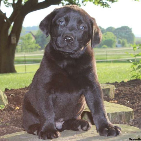 Henry, Labrador Retriever-Black Puppy