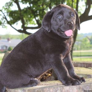 Henry, Labrador Retriever-Black Puppy