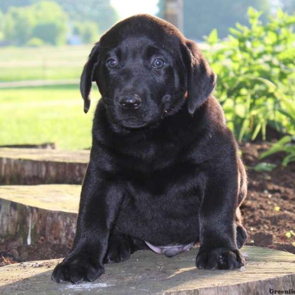 Hoss, Labrador Retriever-Black Puppy