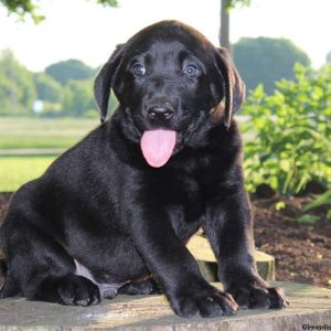 Hoss, Labrador Retriever-Black Puppy