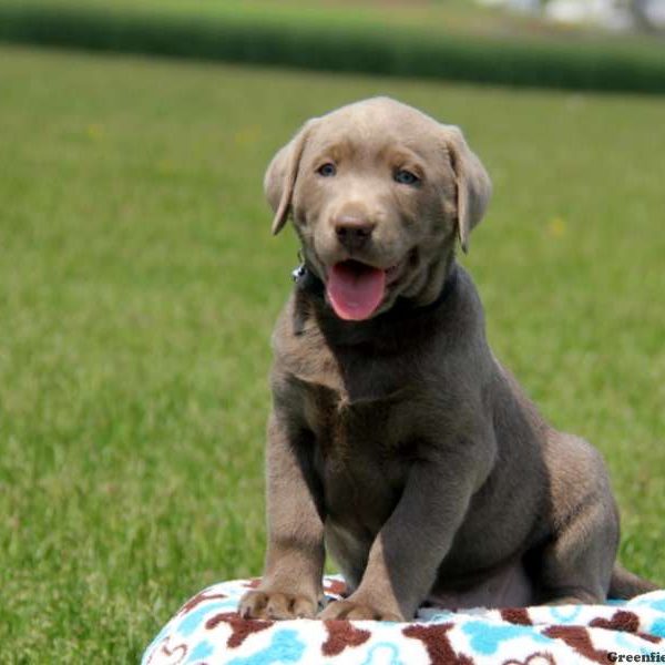 Hunter, Labrador Retriever-Silver Puppy