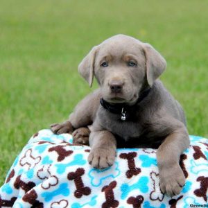 Hunter, Labrador Retriever-Silver Puppy