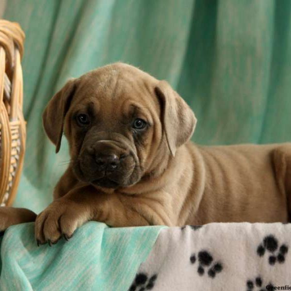 Jamie, Cane Corso Puppy