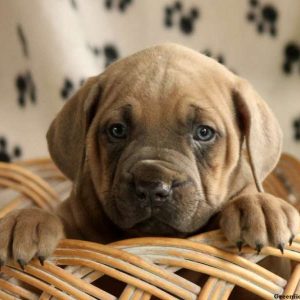 Jamie, Cane Corso Puppy