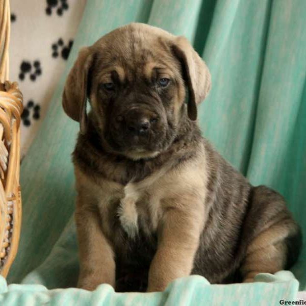 Janelle, Cane Corso Puppy