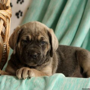 Janelle, Cane Corso Puppy