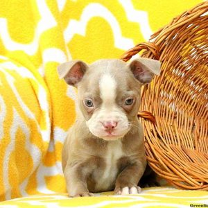 Jasmine, Boston Terrier Puppy