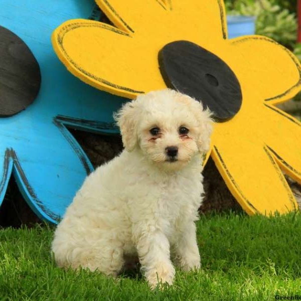 Jazz, Cockapoo Puppy