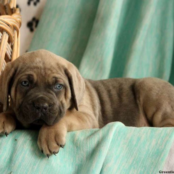 Jessa, Cane Corso Puppy