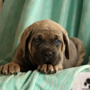 Jessa, Cane Corso Puppy