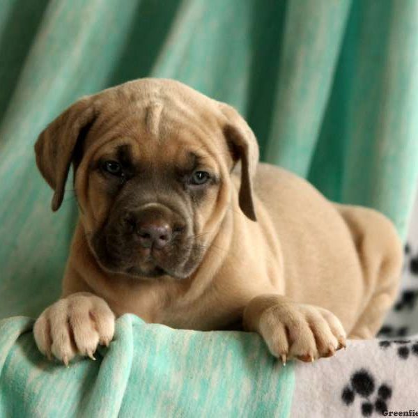 Jin, Cane Corso Puppy