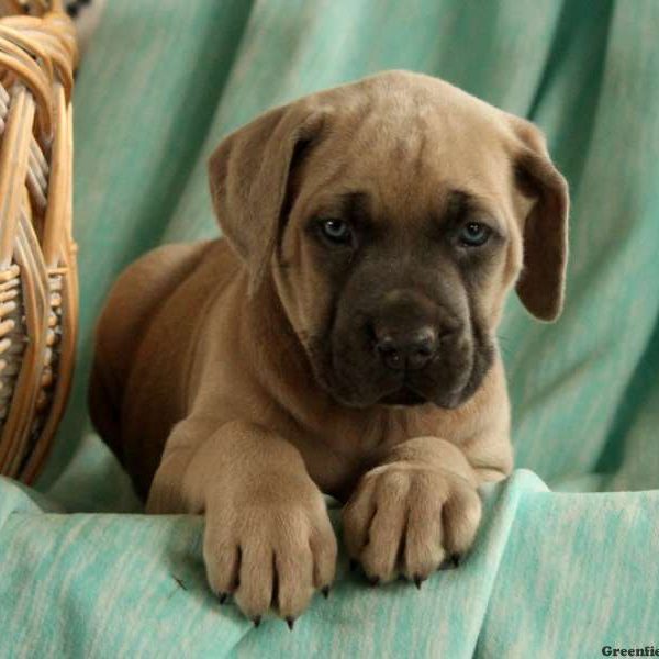 Jory, Cane Corso Puppy