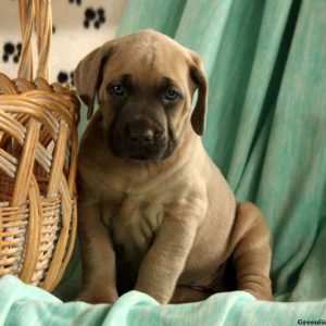 Jory, Cane Corso Puppy