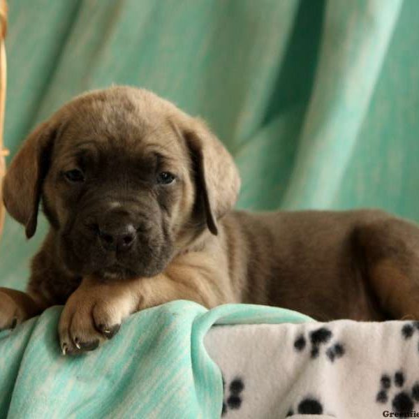 Josie, Cane Corso Puppy