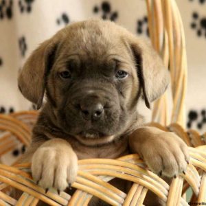 Josie, Cane Corso Puppy