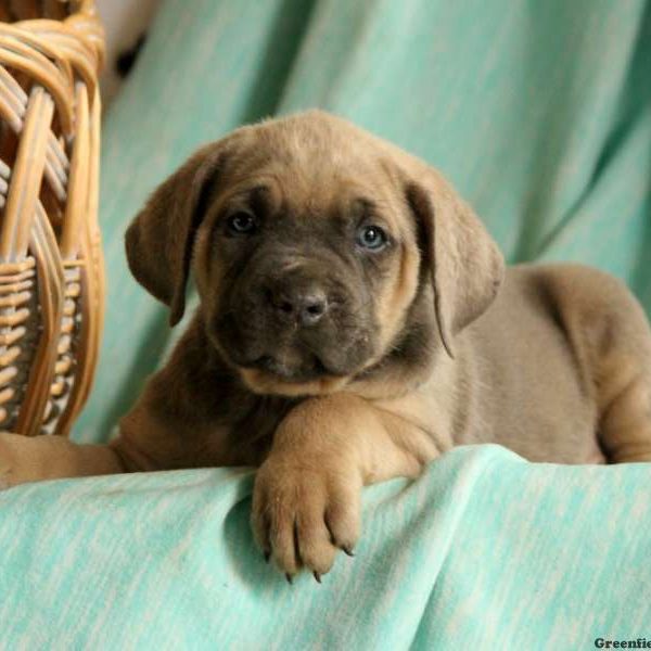 Juliet, Cane Corso Puppy