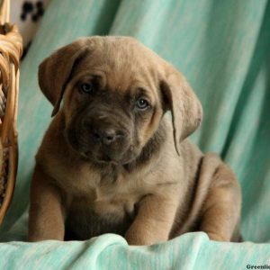 Juliet, Cane Corso Puppy