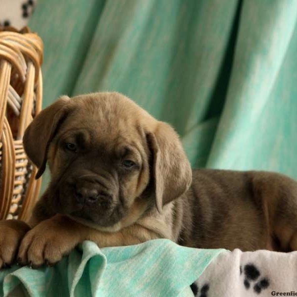 Julisa, Cane Corso Puppy