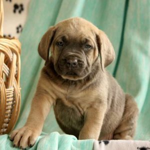 Julisa, Cane Corso Puppy