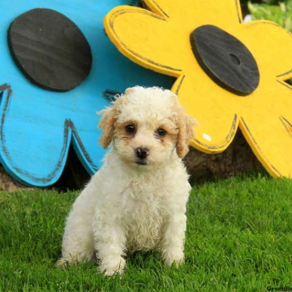 Jupiter, Cockapoo Puppy