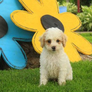 Jupiter, Cockapoo Puppy