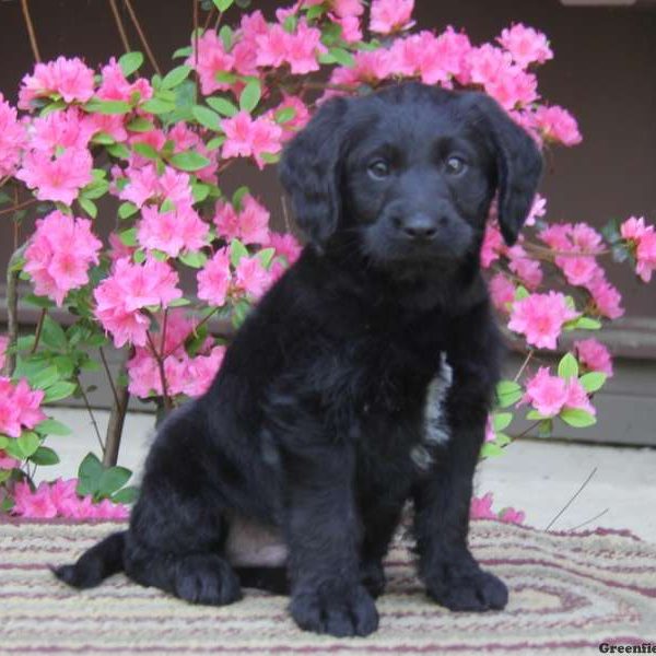 Kaden, Labradoodle-Miniature Puppy