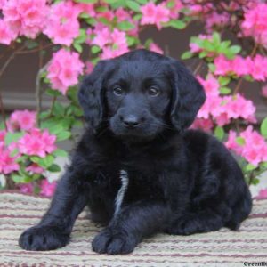 Kaden, Labradoodle-Miniature Puppy