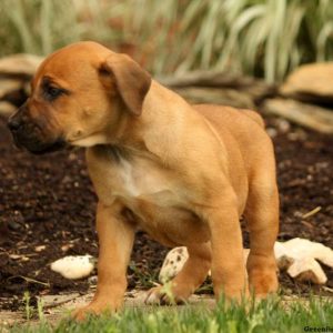 Katie, African Boerboel Puppy