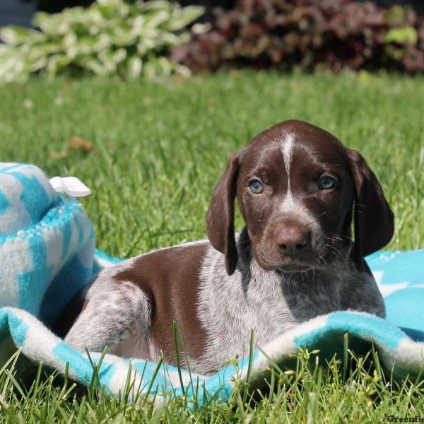 Keith, German Shorthaired Pointer Puppy