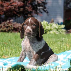 Keith, German Shorthaired Pointer Puppy